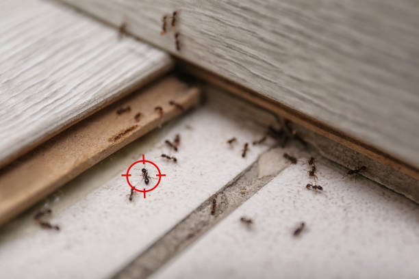 Wildlife Control Services in Elmira Heights, NY