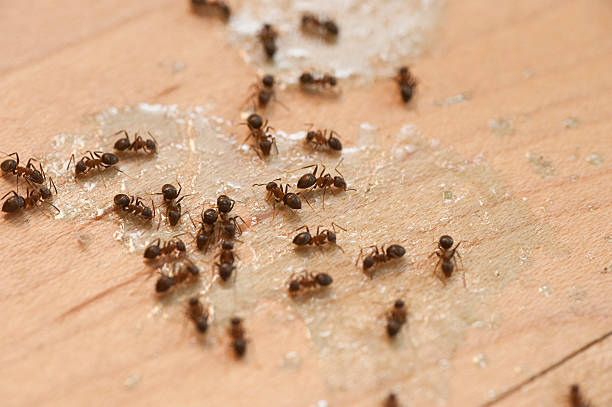 Best Insect Control  in Elmira Heights, NY
