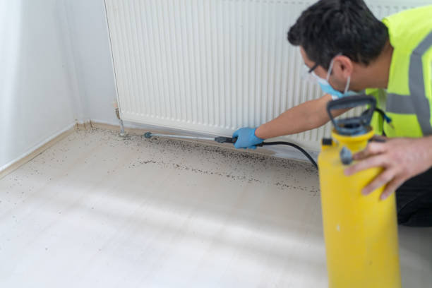 Flea Control Services in Elmira Heights, NY