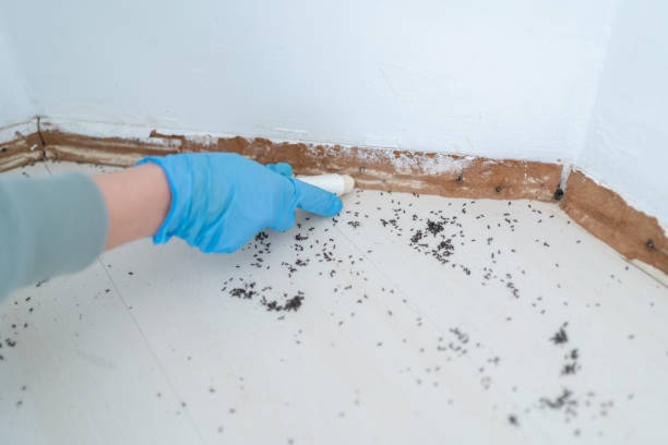 Best Mosquito Control Services  in Elmira Heights, NY